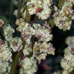 Chenopodium opulifolium