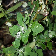 Chenopodium opulifolium