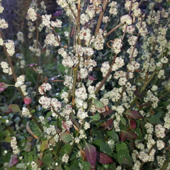 Chenopodium opulifolium
