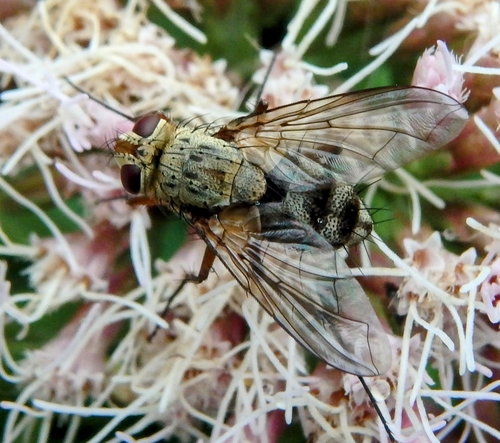 Prosena siberita, 2061 LM Bloemendaal, Netherlands, photo 10 of 10