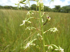 Habenaria schimperiana