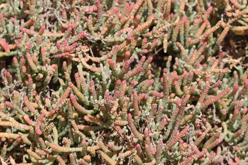 Image of Salicornia pillansii by (c) amantedarmanin, some rights reserved (CC BY)