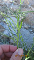 Malacothrix glabrata