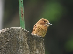 Malacoptila panamensis