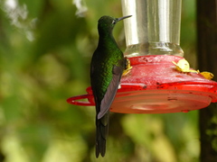 Heliodoxa imperatrix