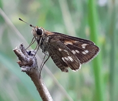Taractrocera ardonia