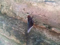 Thracides cleanthes