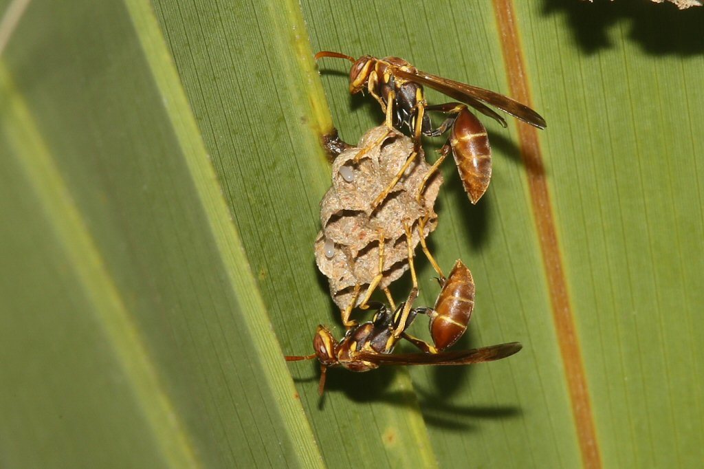 Long-waisted Paper Wasps