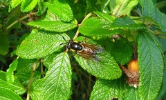 Callicera aurata
