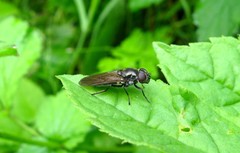 Cheilosia variabilis