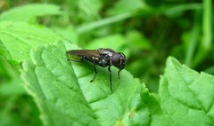 Cheilosia variabilis