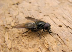 Cheilosia variabilis