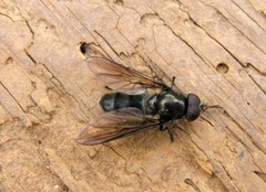 Cheilosia variabilis