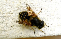 Eristalis horticola
