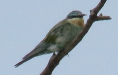 Merops persicus persicus