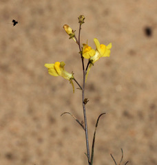 Linaria odora