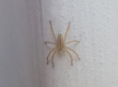 Micrommata