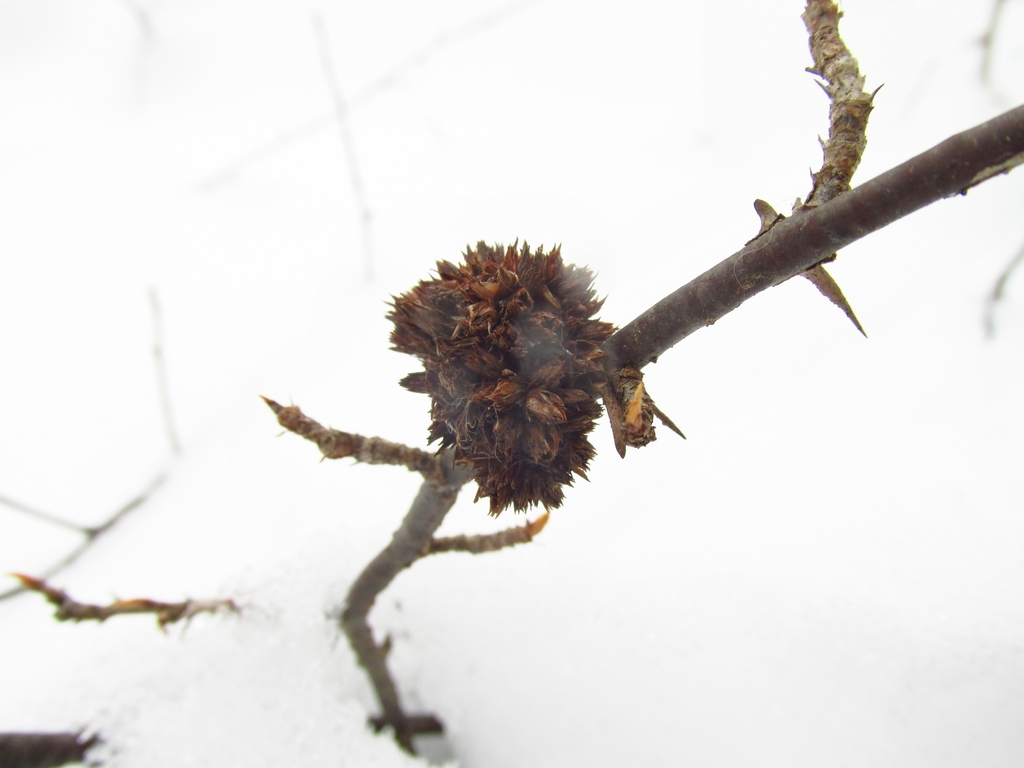 Gooseberry Gall Midge