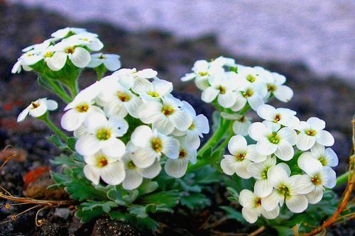 Smelowskia parryoides