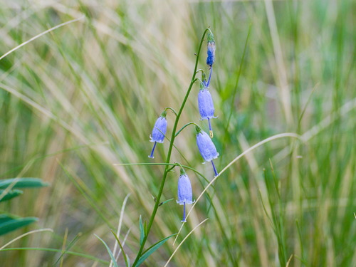 Adenophora stenanthina