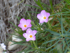 Phlox sibirica