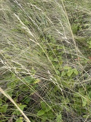 Helictotrichon desertorum, photograph author not stated, no rights reserved