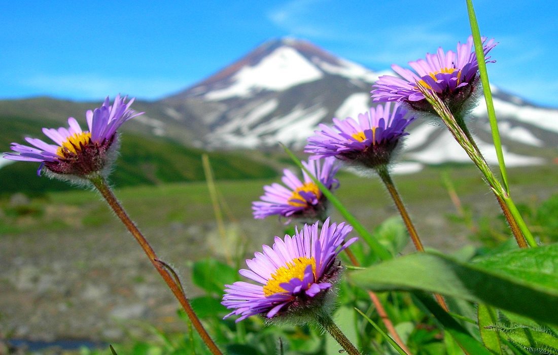 Erigeron thunbergii