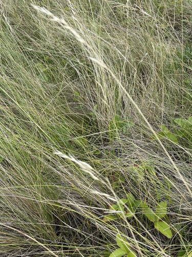 Helictotrichon desertorum, photograph 5