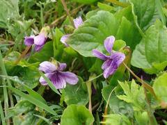 Viola langsdorffii