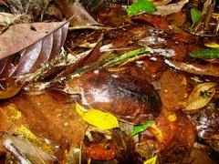 Hydromedusa maximiliani