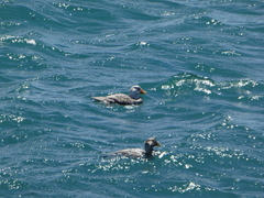 Tachyeres leucocephalus