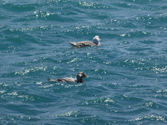 Tachyeres leucocephalus