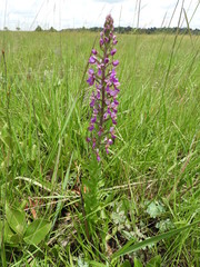 Brachycorythis ovata welwitschii