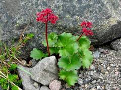 Micranthes purpurascens