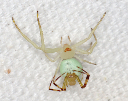 American Green Crab Spider