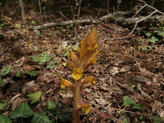 Orobanche laxissima