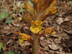 Orobanche laxissima