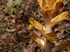 Orobanche laxissima