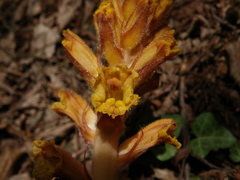 Orobanche laxissima