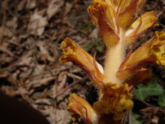 Orobanche laxissima