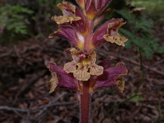 Orobanche laxissima