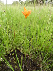 Platycoryne guingangae