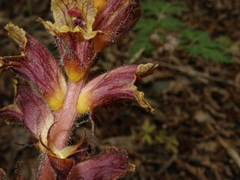 Orobanche laxissima