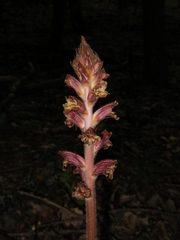 Orobanche laxissima