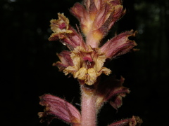 Orobanche laxissima