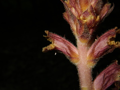 Orobanche laxissima