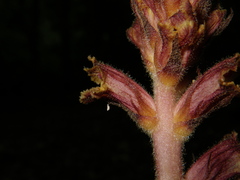 Orobanche laxissima