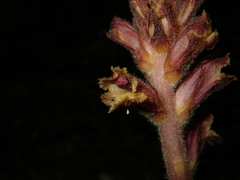 Orobanche laxissima