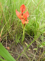 Disa ornithantha