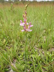 Disa verdickii